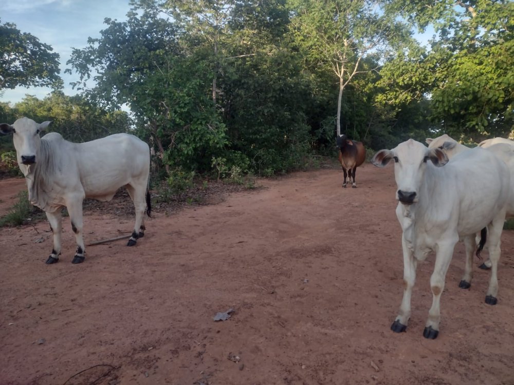 Fazenda - Venda - Zona Rural - Araguaçu - TO